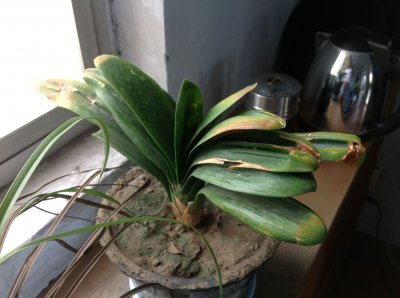 君子兰不开花怎么回事 君子兰为何不开花？