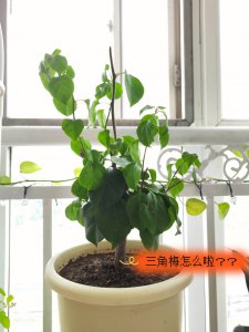 三角梅叶子发软下垂怎么回事 三角梅叶子变软并垂下的原因是什么？
