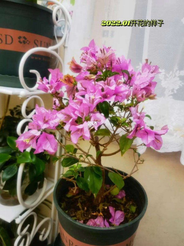 三角梅如何快速开花
