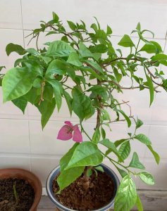 三角梅促花方法与技术要领 三角梅花期促花技巧及要点