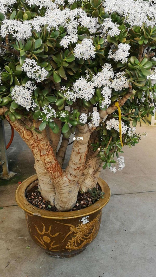 玉树如何快速开花