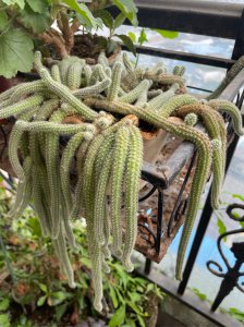仙人指不开花怎么回事 仙人指头不生花是怎么回事