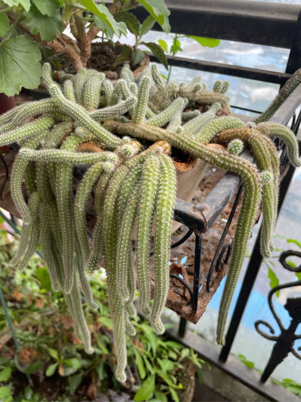 仙人指不开花怎么回事