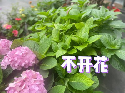绣球花如何快速开花 怎样让绣球花快速开花？