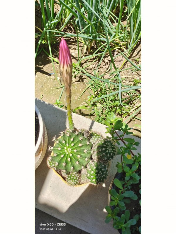 仙人掌怎么快速开花