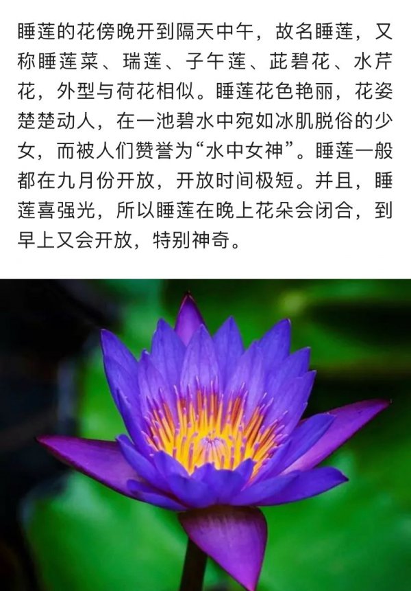 睡莲怎么快速开花