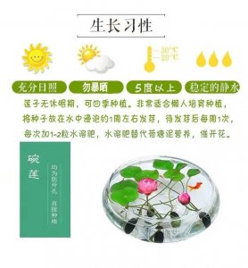 碗莲促花方法与技术要领 碗莲促花的方法和技巧