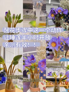 睡莲如何快速开花 睡莲怎样迅速开花