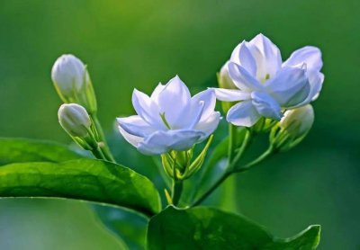 茉莉花促花方法与技术要领 茉莉花花期控制技术要点