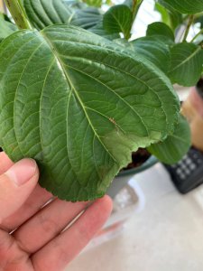 绣球叶子干枯怎么回事 绣球植株叶干枯的原因及处理方法