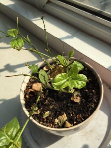 茉莉花叶子干枯怎么回事 茉莉花叶子为什么枯萎？