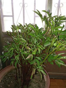 芍药为什么不开花 为何芍药不开花？