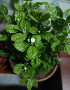 茉莉花为什么不开花 为什么茉莉花不开花

茉莉花为何不绽放
