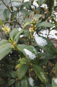 桂花树冬天落叶吗 冬季桂花树会掉叶吗？