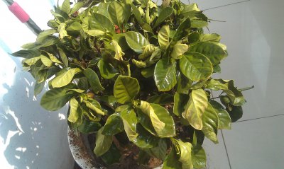 栀子花冬天落叶吗 栀子花冬季是否脱落叶子？