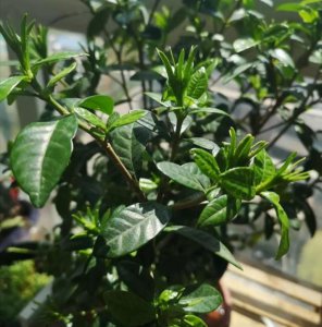 栀子花为什么不开花 为何栀子花不开放？