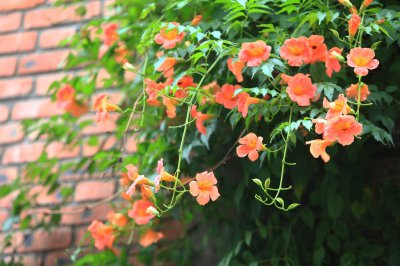 凌霄花冬天落叶吗 冬季凌霄花是否脱落叶子？