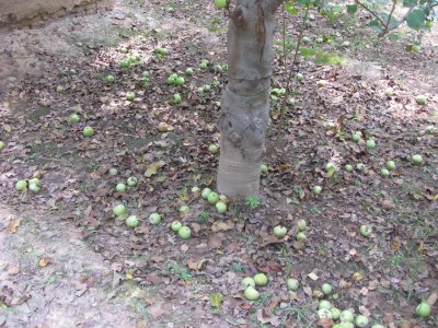 苹果落果是什么原因造成的 苹果掉落的原因是什么？
