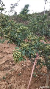 花椒落果是什么原因造成的 花椒树果掉落的原因是什么？
