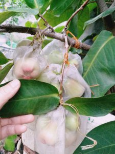 莲雾落果是什么原因造成的 莲雾掉落果实的原因是什么？