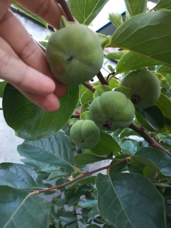 柿子树落果是什么原因造成的