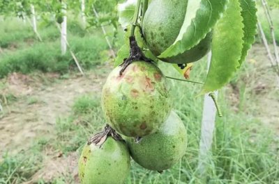 百香果落果是什么原因造成的 百香果掉果的原因是什么？