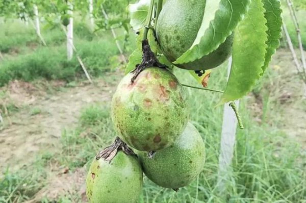 百香果落果是什么原因造成的