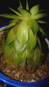 荷花烂叶子怎么回事 荷花叶子腐烂的原因是什么？