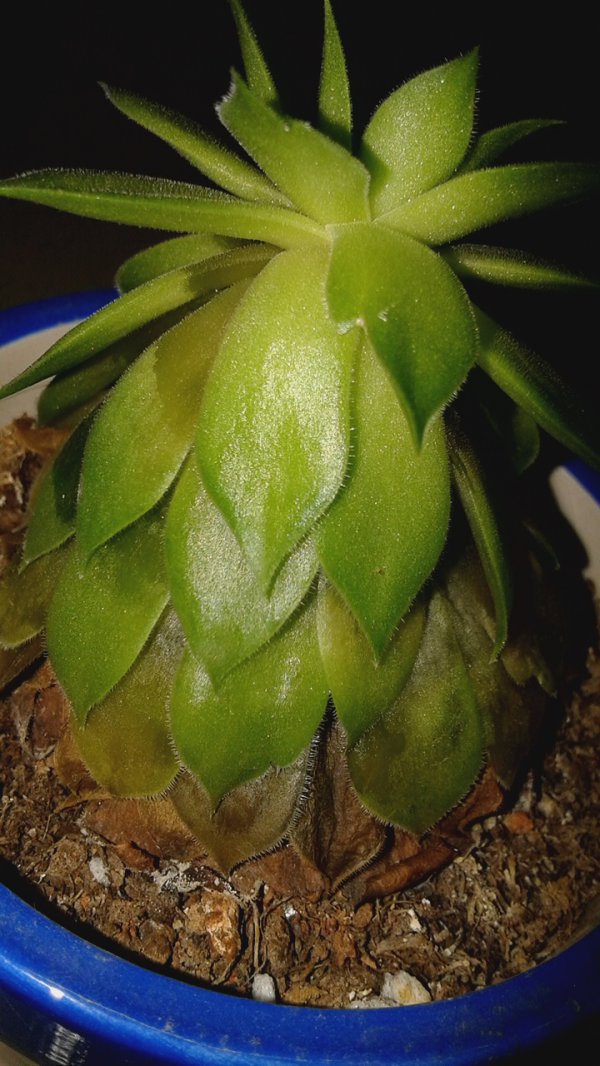 荷花烂叶子怎么回事
