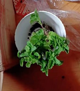 薄荷烂叶子怎么回事 薄荷叶子为什么会变软呢？