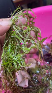 水草没根能活吗 水草需不需要根来存活？