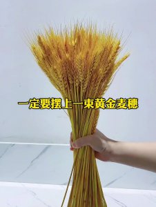 家里为什么不能放麦穗 为什么家里不适合存放麦子？