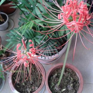 家里千万不能养的6种花 六种花绝对不能在家中种植