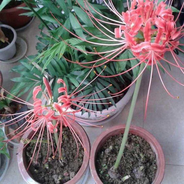 家里千万不能养的6种花