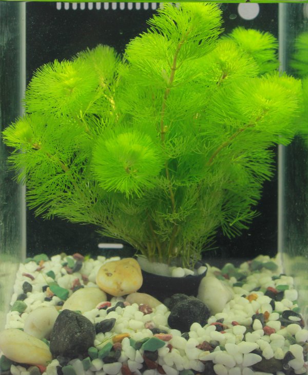绿菊水草没根能活吗
