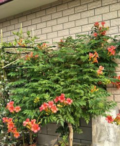 家里为什么不能养凌霄花 为何不宜在家中种植凌霄花