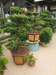 罗汉松种在家里禁忌 在家中不宜种植罗汉松