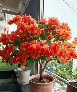室内十大吉利花 十种室内招财花