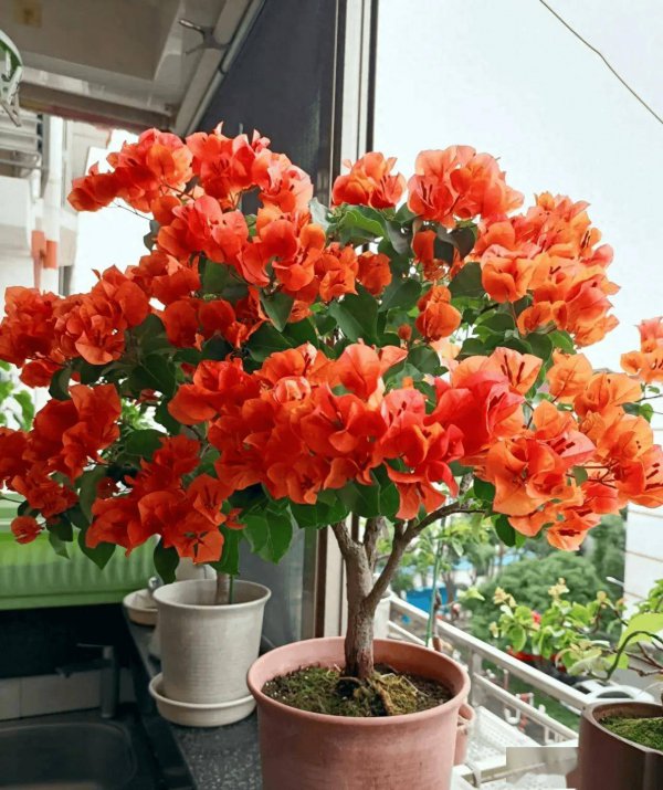 室内十大吉利花