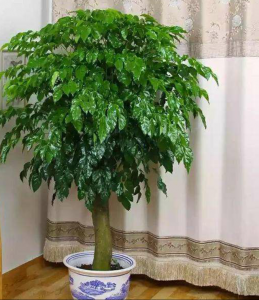 客厅适合摆放的十大植物排行 客厅最适合的十种植物