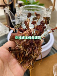 新鲜金线莲的功效与作用及食用方法