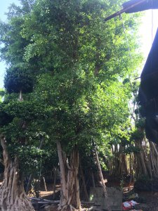 榕树在门口风水十大禁忌 门口榕树风水十大忌讳