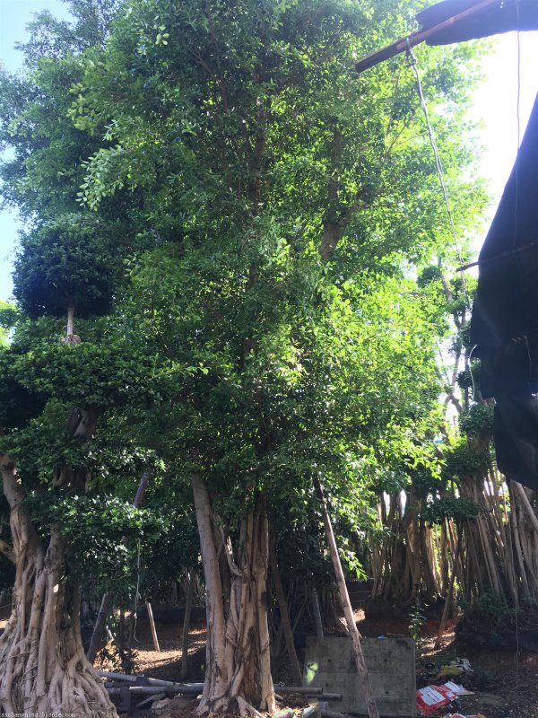 榕树在门口风水十大禁忌