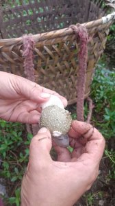 竹荪网全部扔掉吗 是否要把所有的竹荪网都扔掉？