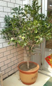 桂花适合在家里养吗 桂花适合室内养护吗？