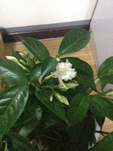狗牙花风水适合在家里养吗 家居适合种植狗牙花吗？