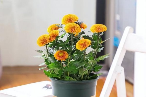 家里可以养菊花吗