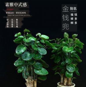 金钱兜风水摆放三不要 金钱袋摆放禁忌三要避免