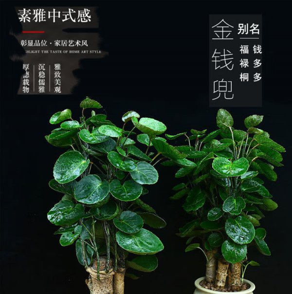 金钱兜风水摆放三不要