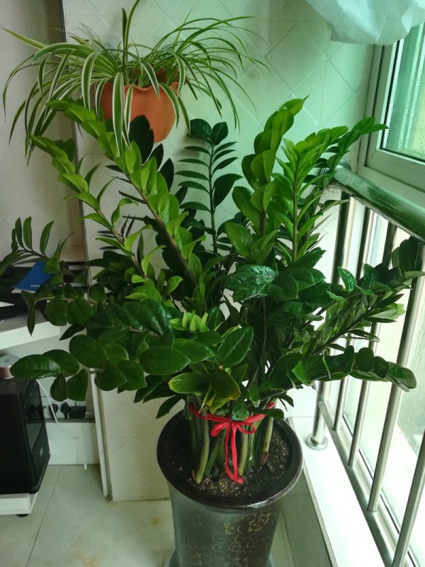 摇钱树风水摆放三不要